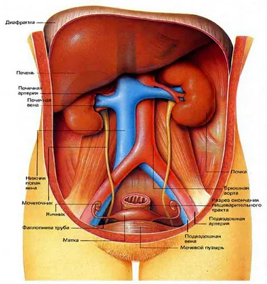 Картинки внутренности человека (43 фото) » Картинки, раскраски и трафареты  для всех - Klev.CLUB
