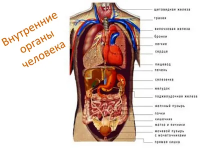 Анатомия человека. Строение и расположение внутренних органов человека.  Органы грудной клетки, брюшной полости, о… | Учащиеся медучилища, Анатомия  человека, Человек