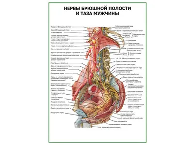 Пищеварительная система : нормальная анатомия | e-Anatomy