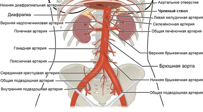 Нервы брюшной полости и таза мужчины плакат глянцевый А1/А2 › Купить оптом  и в розницу › Цена от завода