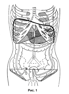 Пищеварительная система : нормальная анатомия | e-Anatomy