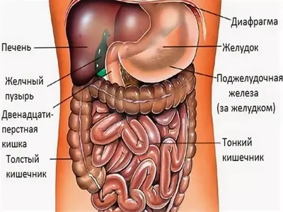 брюшнаяполость 👤 АНАТОМИЯ ОРГАНОВ БРЮШНОЙ ПОЛОСТИ 📍Брюшная полость - это  пространство, расположенное в туловище ниже диафрагмы и… | Instagram