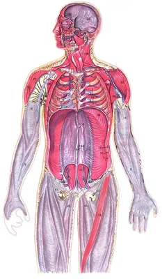 Внутренние органы картинки (59 лучших фото)
