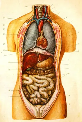 Картинки внутренних органов (49 фото) » Юмор, позитив и много смешных  картинок