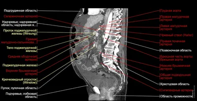 Брюшная и тазовая полости : нормальная анатомия | e-Anatomy