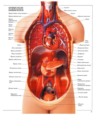 Анатомия человека в картинках - 67 фото
