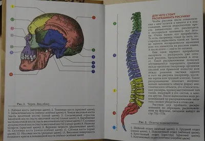 Брюшная и тазовая полости : нормальная анатомия | e-Anatomy