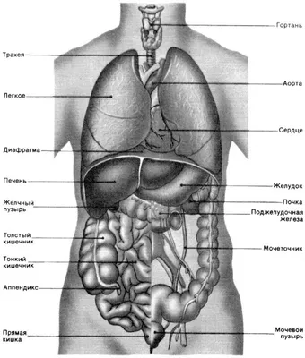 Пищеварительная система : нормальная анатомия | e-Anatomy