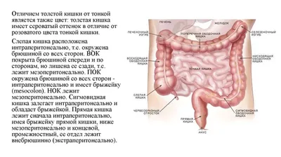 Иллюстрация 17 из 25 для Анатомия человека. Полный компактный атлас - Юрий  Боянович | Лабиринт - книги. Источник: