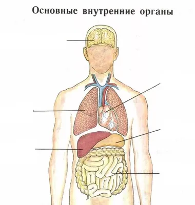 Толстая Кишка Где Находится Рисунок (46 Фото)