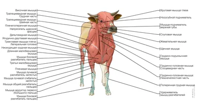 [74+] Анатомия коровы картинки обои