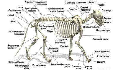 Анатомия Кошки — стоковые фотографии и другие картинки Анатомия - Анатомия,  Домашняя кошка, Котёнок - iStock