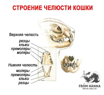 Модель животного, модель 4D кошки, интеллектуальная сборная игрушка,  обучающая модель анатомии, популярные научные приборы «сделай сам» |  AliExpress