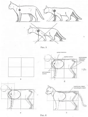 Рентгеновские снимки кошки : нормальная анатомия | vet-Anatomy