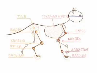 Скелет Кошки — стоковые фотографии и другие картинки Анатомия - Анатомия,  Биология, Домашняя кошка - iStock