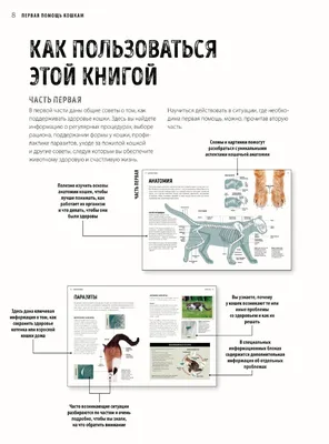 Тесты Мужской Кошки Сцены — стоковые фотографии и другие картинки Анатомия  - Анатомия, Близко к, Больница - iStock