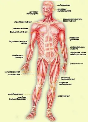 Пластическая Анатомия для Художников (Что это? Зачем?)