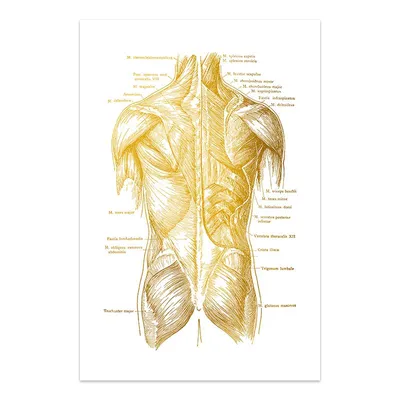 Картина \"Анатомия, мышца, человек\" для интерьера на стену / Декор в дома,  спальню, на кухню, детскую комнату, 125 см х 62 см - купить по низкой цене  в интернет-магазине OZON (852735443)