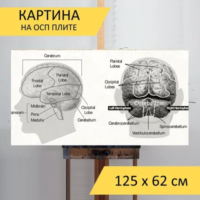 Анатомия мужской мышечной системы, тренировки и Иллюстрация вектора -  иллюстрации насчитывающей стоять, медицинско: 53204342