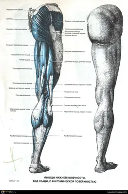 Анатомия мужчины рисунок - 75 фото