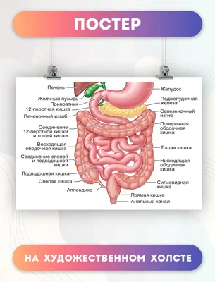 Жкт человека рисунок - 71 фото