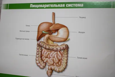 Постер на холсте строение ЖКТ больницы медицина (34) 50х70 см — купить в  интернет-магазине по низкой цене на Яндекс Маркете