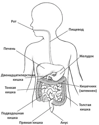 Функциональная анатомия и физиология желудочно-кишечного тракта (ЖКТ)