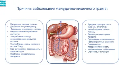 Лекция Вячеслава Дубынина \"ЖКТ и обмен веществ.\"