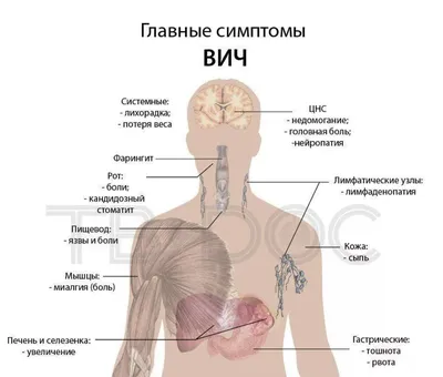 Желудочнокишечный Тракт Кишечник Кишки Желудок Изолированы На Белом Фоне Жкт  Колон Кишечник Медицина Биология Концепции — стоковая векторная графика и  другие изображения на тему Анатомия - iStock