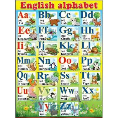 Обучающий плакат \"Английский алфавит с транскрипцией\", А2, картон. - купить  с доставкой по выгодным ценам в интернет-магазине OZON (218049140)