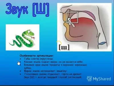 Постановка звука Ш: логопедические задания и упражнения. Блог Лого-Эксперт