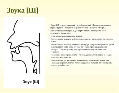 Артикуляционная гимнастика для звуков Ш и Ж | Дефектология Проф