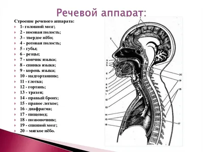 Артикуляционный аппарат картинки обои