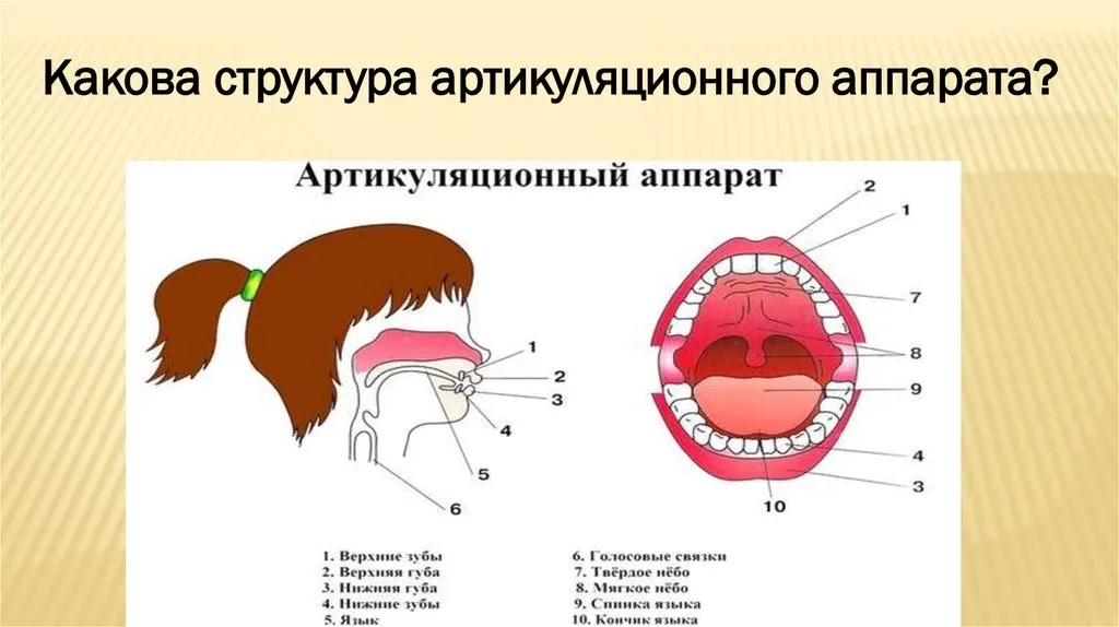 Строение речевого аппарата артикуляция. Анатомия строение речевого аппарата. Схема артикуляционного аппарата.