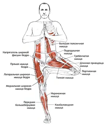 Йога для мам. Асаны для зачатия, при беременности и после родов by А.  Липень - Ebook | Everand