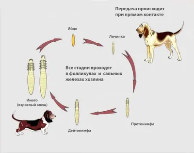 ИГЛОУКАЛЫВАНИЕ. (Чжень-цзю-терапия, точки акупунктуры, техника  иглоукалывания и прижигания, другие методы воздействия на акупунктурные  точки, патология и терапия) / ISBN 978-5-9710-8817-2