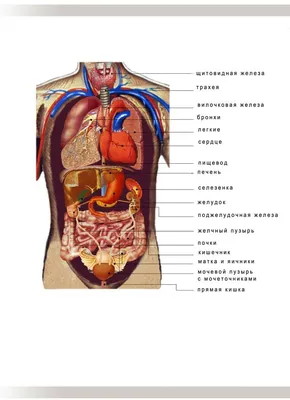 [80+] Атлас внутренних органов человека в картинках обои