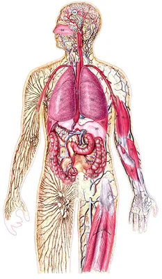 Картинки расположение органов человека (69 фото)
