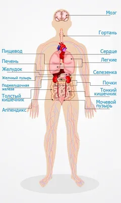 Популярный атлас анатомии человека | Палычева Любовь Николаевна - купить с  доставкой по выгодным ценам в интернет-магазине OZON (250448828)