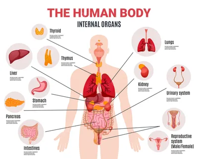 Анатомия Человека \"Расположение внутренних органов в картинках\"