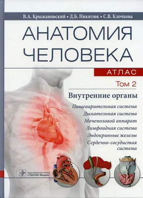 схема внутренних органов человеческого тела плоский инфографический плакат  с иконками изображения имена расположение и определения векторные  иллюстрации рисунок Шаблон для скачивания на Pngtree