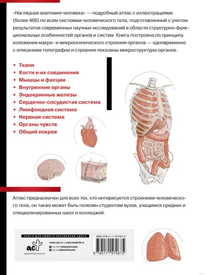 АНАТОМИЯ ЧЕЛОВЕКА | Энциклопедия Кругосвет