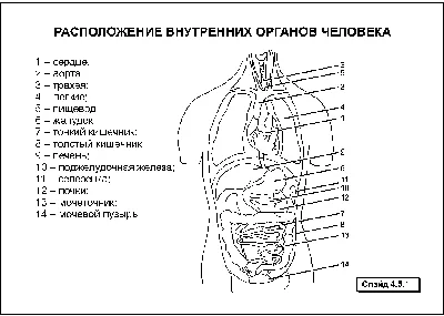 Картинки Внутренние органы человека (37 шт.) - #4013