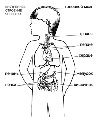 Внутренние органы.Раскраска. Атлас. Тело человека.