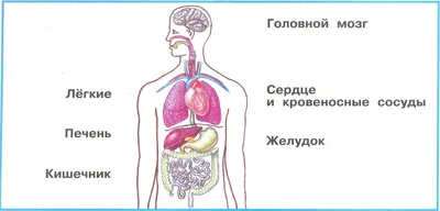 Организм ЧЕЛОВЕКА. Что у тебя внутри? - YouTube