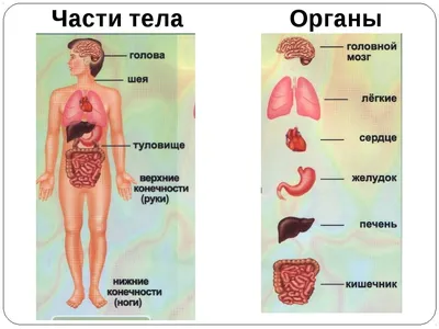 Cтроение человека: внутренние органы, фото с надписями | Учащиеся  медучилища, Медицина, Анатомия