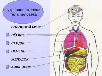 Картинки внутренних органов (49 фото) » Юмор, позитив и много смешных  картинок