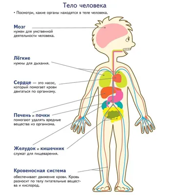 Купить sobotta. атлас анатомии человека. т. 3 .- 2 изд. на medpublishing.ru