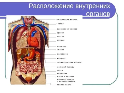 Картинки анатомия человека (47 фото) » Картинки, раскраски и трафареты для  всех - Klev.CLUB