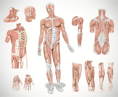 Мышцы человека: анатомия, строение, функции – Российский учебник